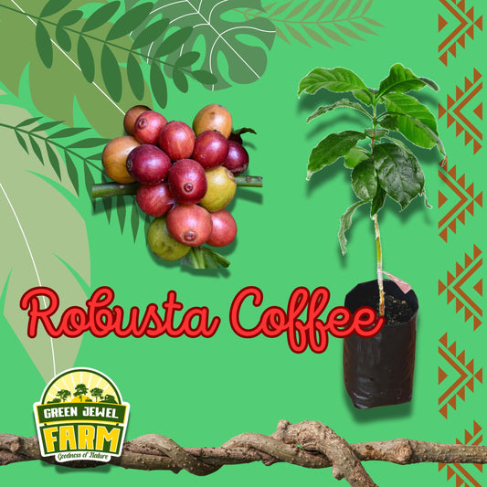 ROBUSTA COFFEE