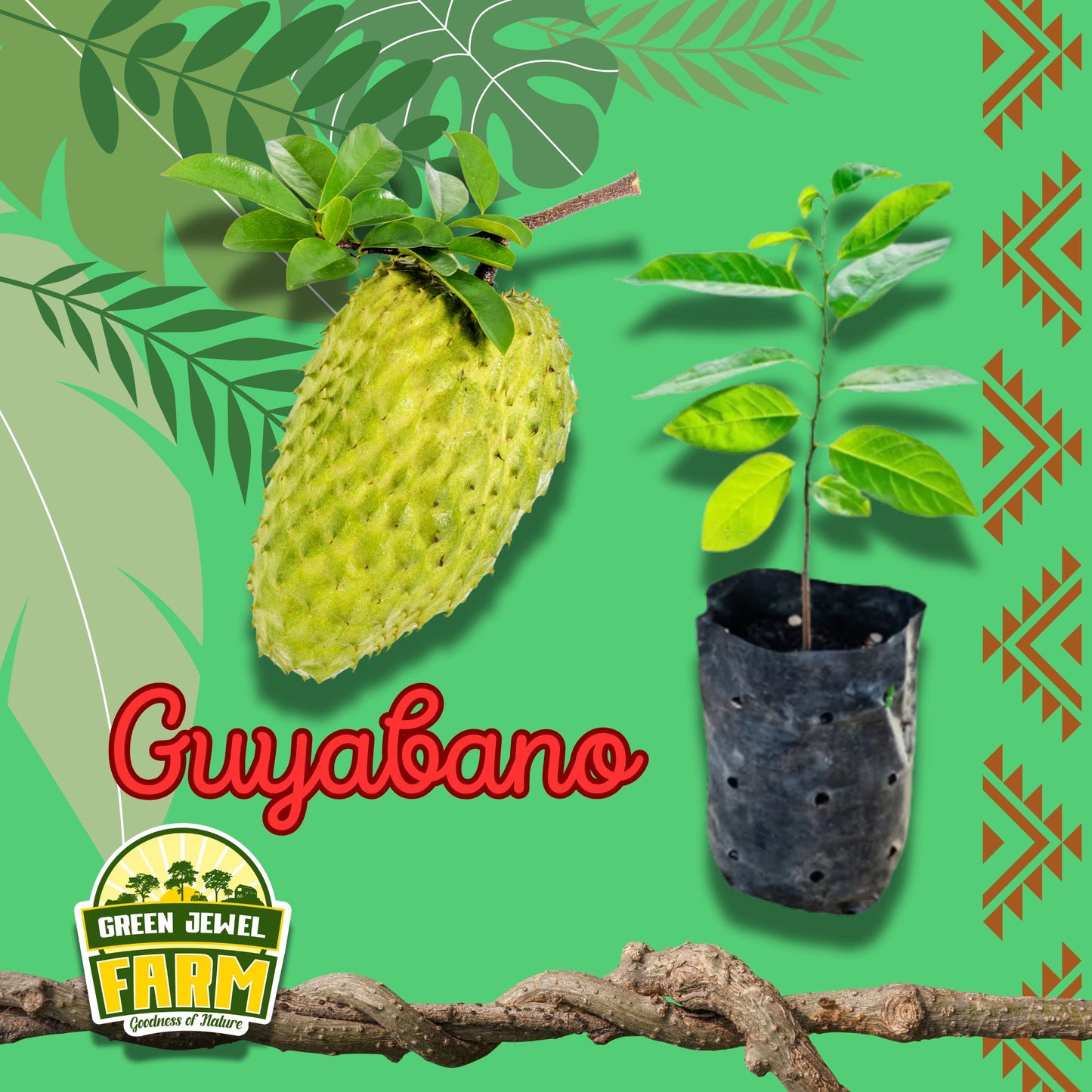 GUYABANO