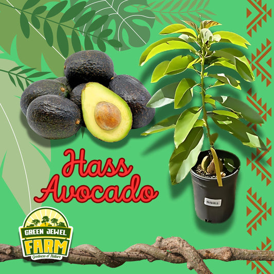 HASS AVOCADO